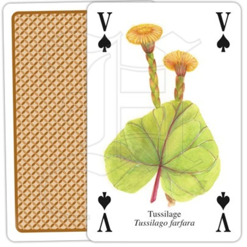 Jeu de cartes - Plantes aromatiques et médicinales Jeu de cartes - Plantes aromatiques et médicinales