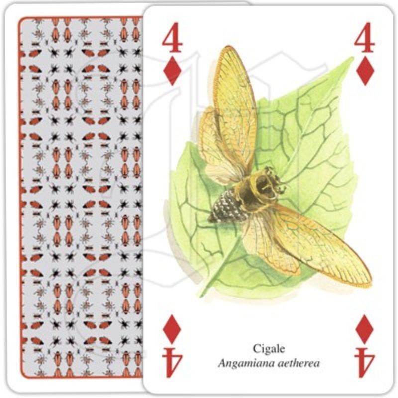 Jeu de cartes - Insectes et araignées