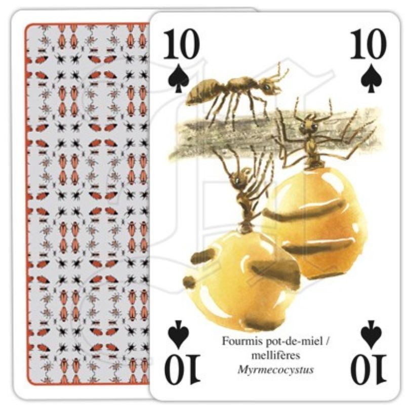 Jeu de cartes - Insectes et araignées