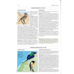 Oiseaux du Maroc - Birds of Morocco