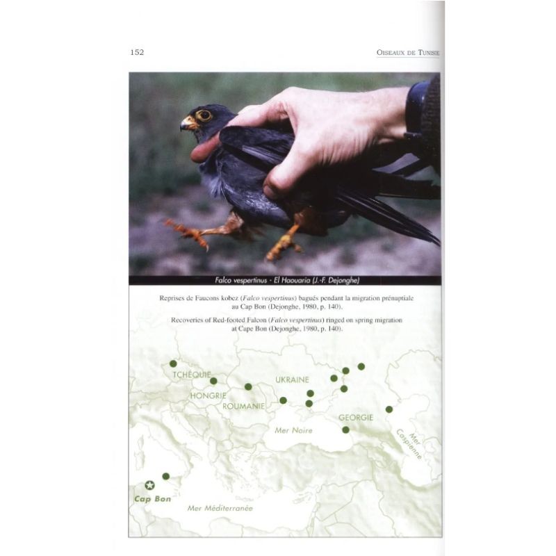 Oiseaux de Tunisie - Birds of Tunisia Oiseaux de Tunisie - Birds of Tunisia