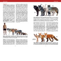Canidés du Monde - Loups, chiens sauvages, renards, chacals, coyotes, et apparentés Canidés du Monde - Loups, chiens sauvages, renards, chacals, coyotes, et apparentés