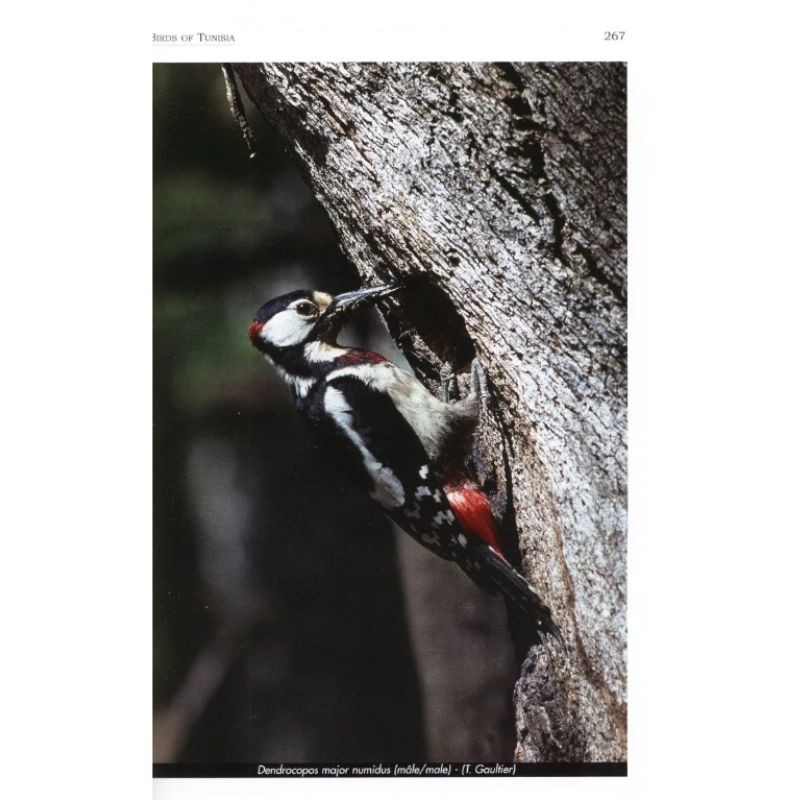 Oiseaux de Tunisie - Birds of Tunisia Oiseaux de Tunisie - Birds of Tunisia