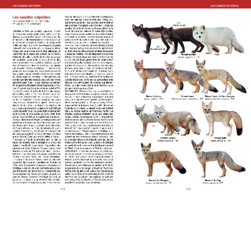 Canidés du Monde - Loups, chiens sauvages, renards, chacals, coyotes, et apparentés