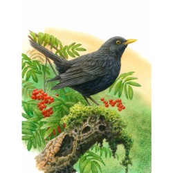 Merle noir - Carte de correspondance d'André Buzin