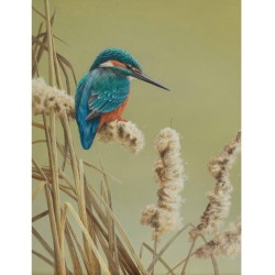 Martin-pêcheur d'Europe - Carte de correspondance d'André Buzin