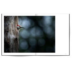 La forêt qui plantait des arbres