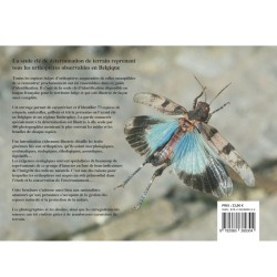 Clé de détermination photographique des criquets, sauterelles, grillons et tétrix de Belgique Clé de détermination photographique des criquets, sauterelles, grillons et tétrix de Belgique