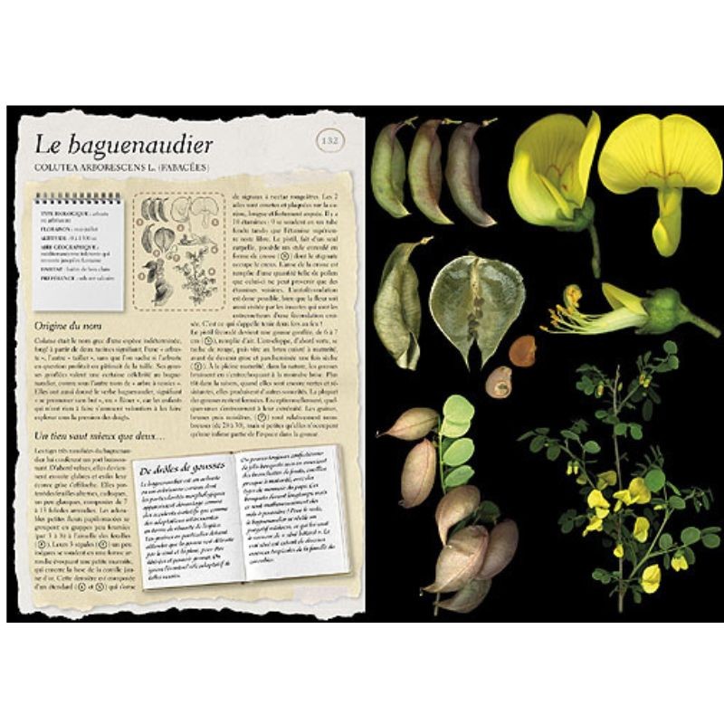 L'Herbier Larousse des plantes sauvages L'Herbier Larousse des plantes sauvages