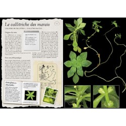 L'Herbier Larousse des plantes sauvages L'Herbier Larousse des plantes sauvages
