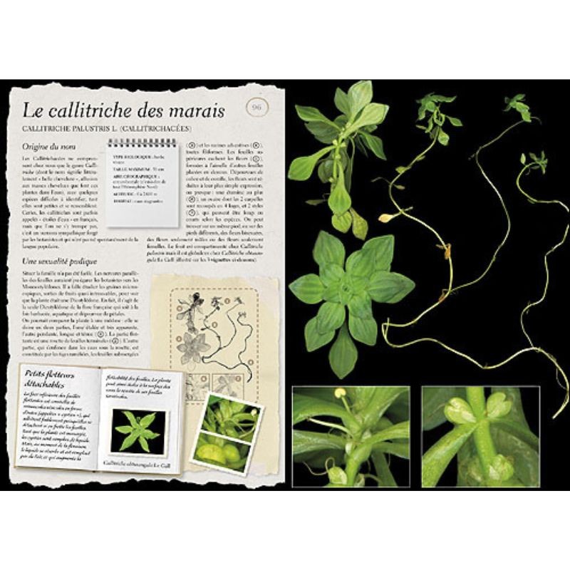 L'Herbier Larousse des plantes sauvages L'Herbier Larousse des plantes sauvages