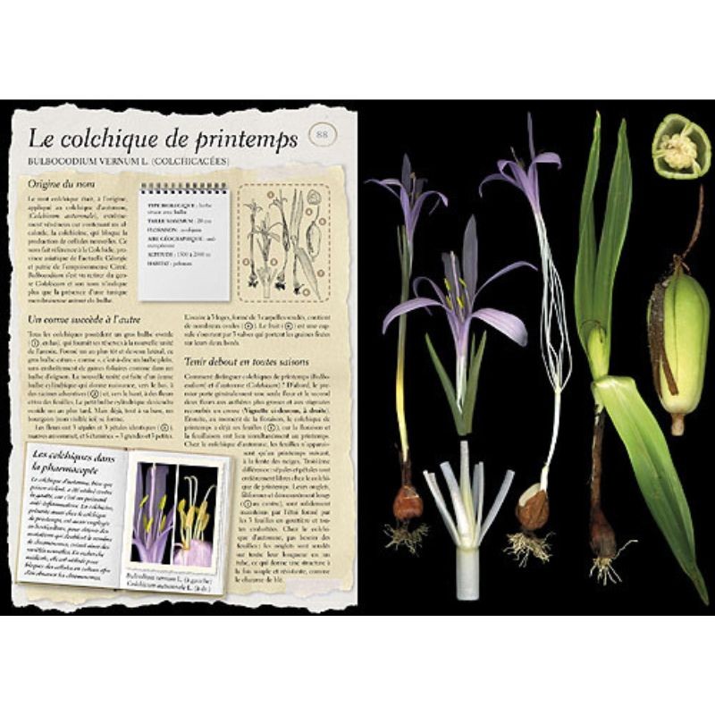 L'Herbier Larousse des plantes sauvages L'Herbier Larousse des plantes sauvages