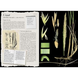 L'Herbier Larousse des plantes sauvages L'Herbier Larousse des plantes sauvages
