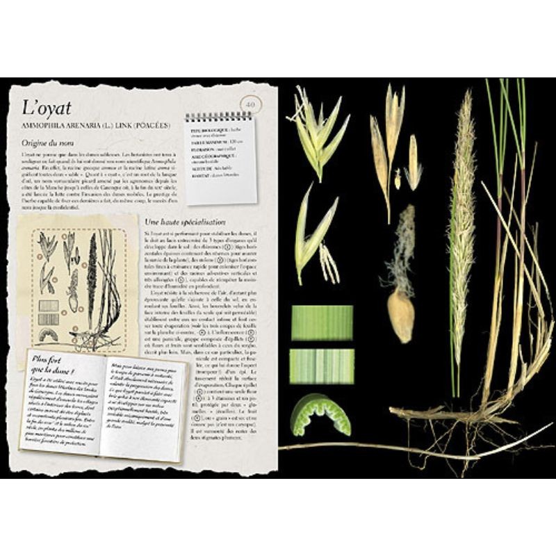 L'Herbier Larousse des plantes sauvages L'Herbier Larousse des plantes sauvages