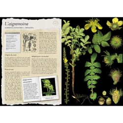 L'Herbier Larousse des plantes sauvages L'Herbier Larousse des plantes sauvages