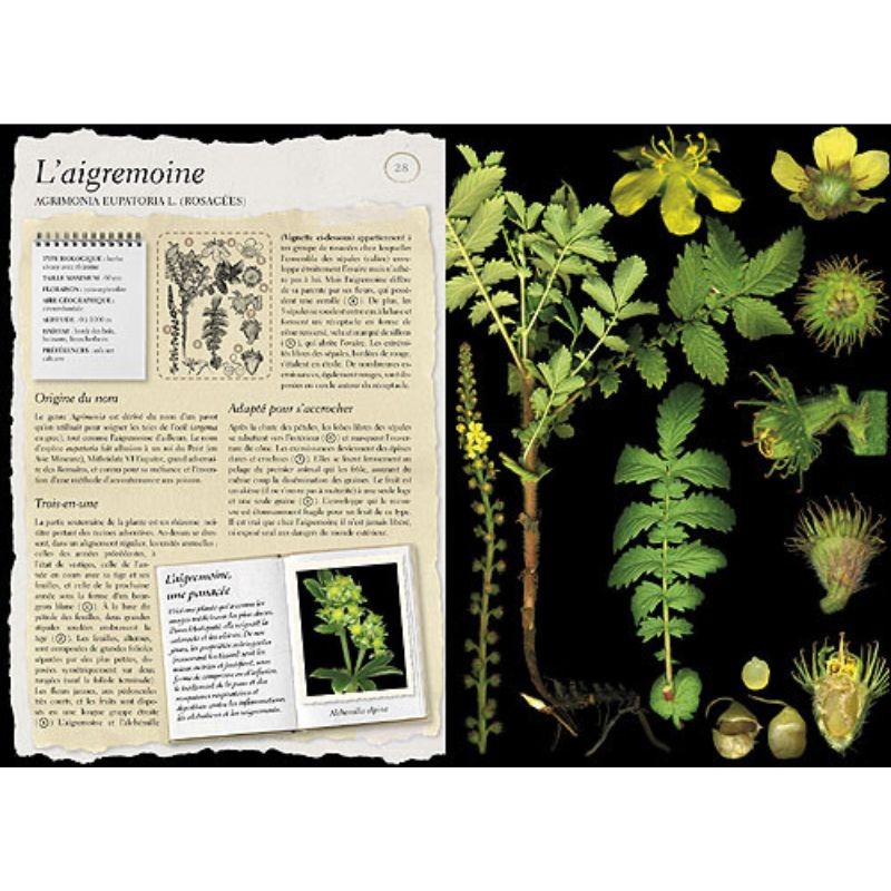 L'Herbier Larousse des plantes sauvages L'Herbier Larousse des plantes sauvages