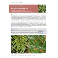 Les Fougères et plantes alliées d'Europe - 2ème édition Les Fougères et plantes alliées d'Europe - 2ème édition