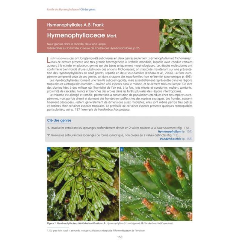 Les Fougères et plantes alliées d'Europe - 2ème édition Les Fougères et plantes alliées d'Europe - 2ème édition