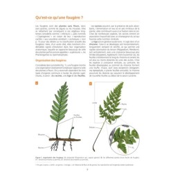 Les Fougères et plantes alliées d'Europe - 2ème édition Les Fougères et plantes alliées d'Europe - 2ème édition
