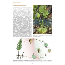 Les Fougères et plantes alliées d'Europe - 2ème édition Les Fougères et plantes alliées d'Europe - 2ème édition