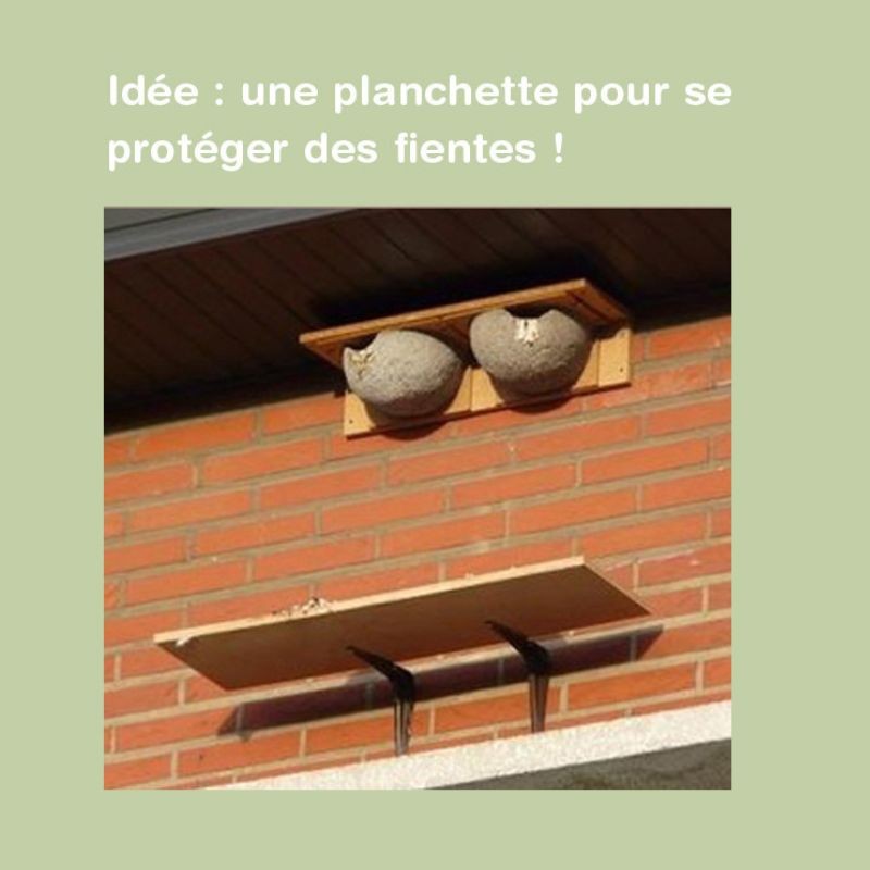 Nichoir pour hirondelles de fenêtre "Santa Cruz" - Double - Bois/Béton de bois Nichoir pour hirondelles de fenêtre "Santa Cruz" - Double - Bois/Béton de bois