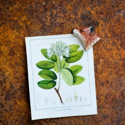 Magnet - Renard Roux