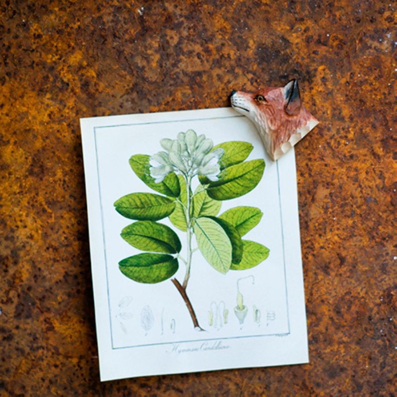 Magnet - Renard Roux