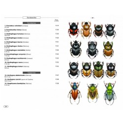 Coléoptères d'Europe, Scarabées, Hannetons, Staphylins, Hydrophiles - Volume 2 - Polyphaga
