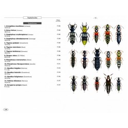 Coléoptères d'Europe, Scarabées, Hannetons, Staphylins, Hydrophiles - Volume 2 - Polyphaga