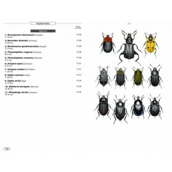 Coléoptères d'Europe, Scarabées, Hannetons, Staphylins, Hydrophiles - Volume 2 - Polyphaga