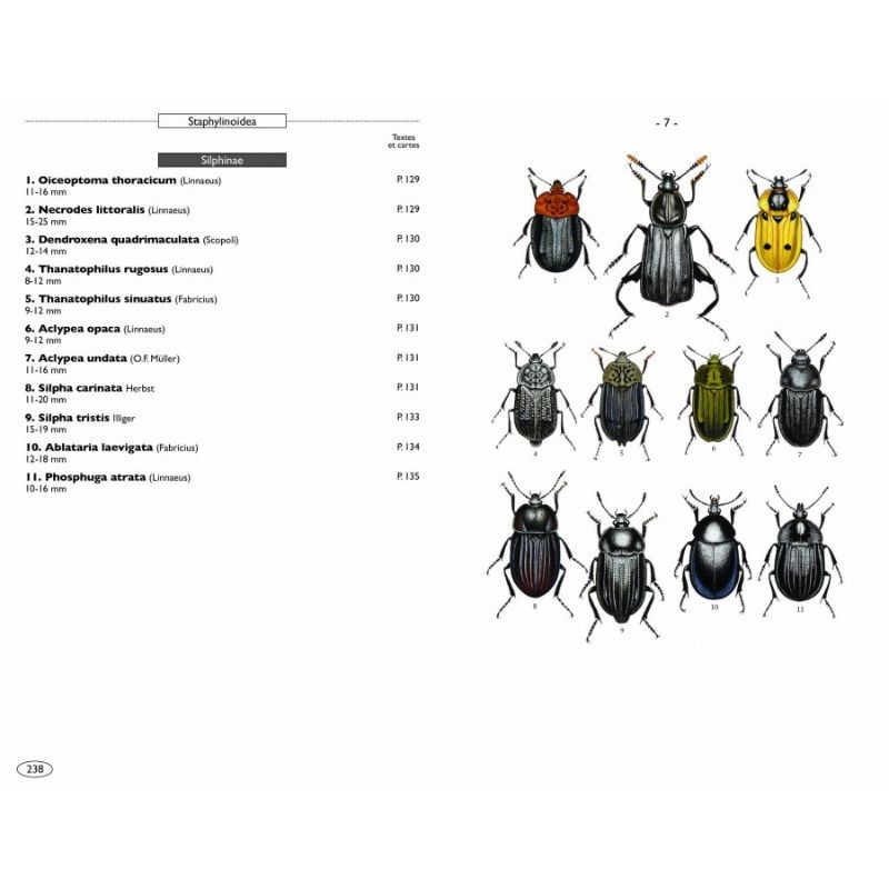 Coléoptères d'Europe, Scarabées, Hannetons, Staphylins, Hydrophiles - Volume 2 - Polyphaga