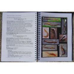 Mollusques terrestres de Belgique - Introduction et guide de détermination