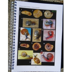 Mollusques terrestres de Belgique - Introduction et guide de détermination