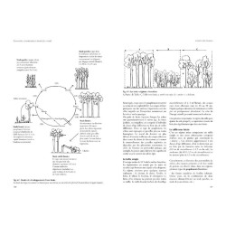 Connaitre, comprendre et protéger la forêt - Initiation à l’écologie forestière