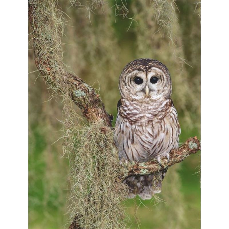 Le hibou, ce mystérieux rapace qui vit la nuit