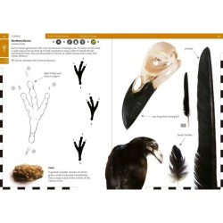 Birds That Leave Their Mark - Tracks and Signs of Birds in South-West Europe