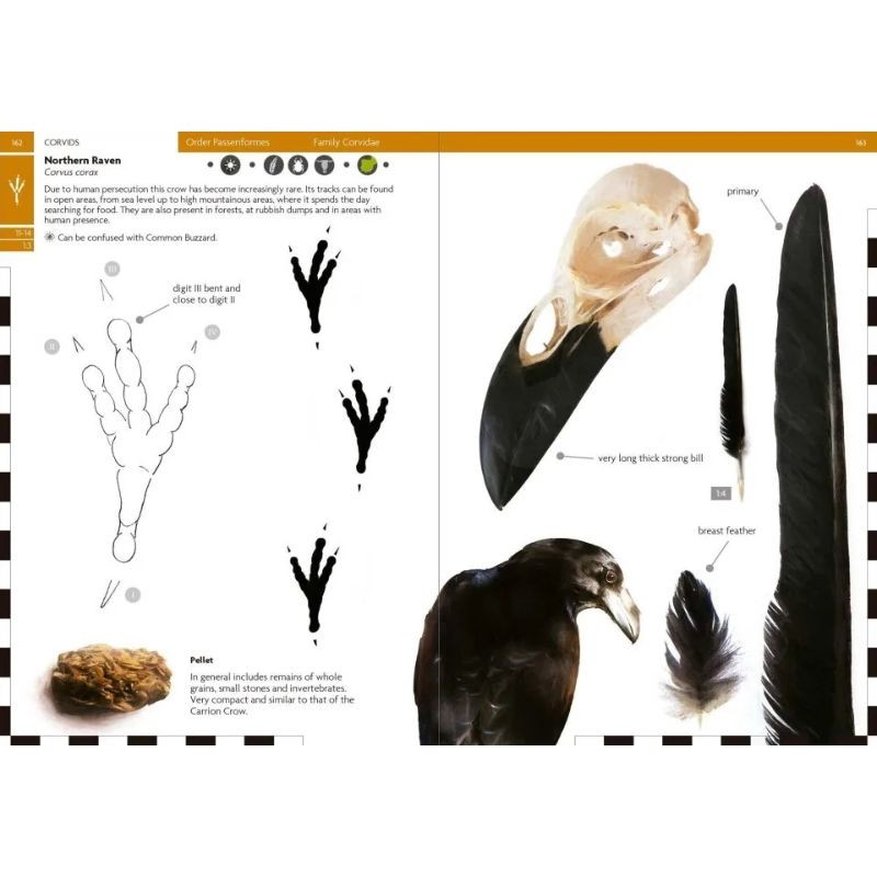 Birds That Leave Their Mark - Tracks and Signs of Birds in South-West Europe