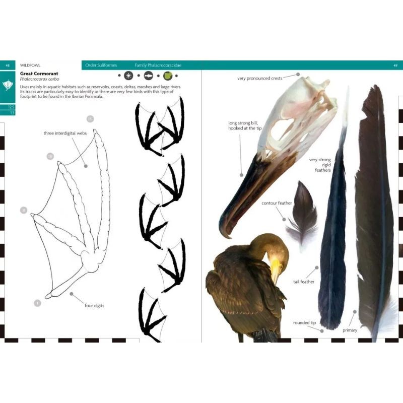 Birds That Leave Their Mark - Tracks and Signs of Birds in South-West Europe