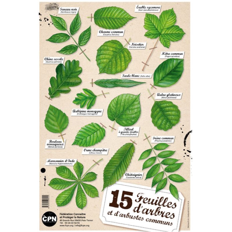 Affiche CPN « 15 feuilles d’arbres et d’arbustes communs »