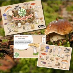 Kiquimank ? Champignons