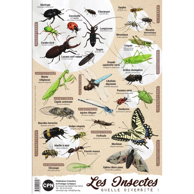 Affiche CPN « Les insectes, quelle diversité ! »