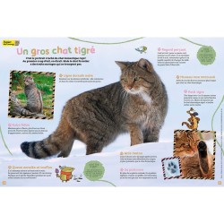 Un chat… sauvage ? - Salamandre Junior N°151 Un chat… sauvage ? - Salamandre Junior N°151