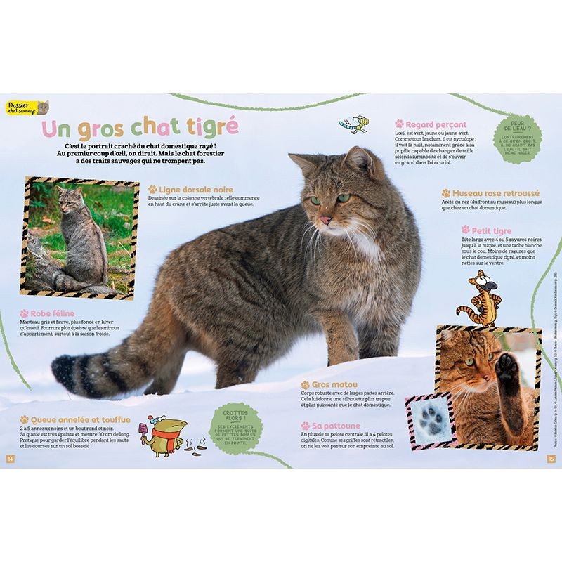 Un chat… sauvage ? - Salamandre Junior N°151 Un chat… sauvage ? - Salamandre Junior N°151