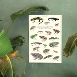 Affiche illustrée - Grenouilles, tritons et salamandres