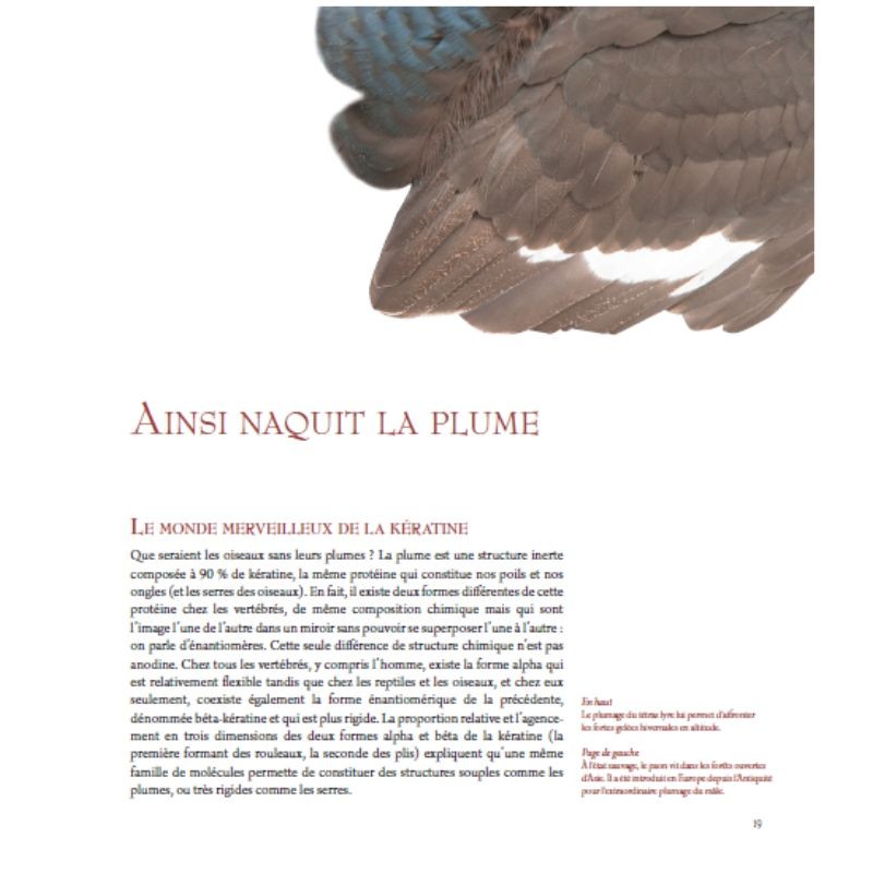 Oiseaux - Sentinelles de la nature Oiseaux - Sentinelles de la nature