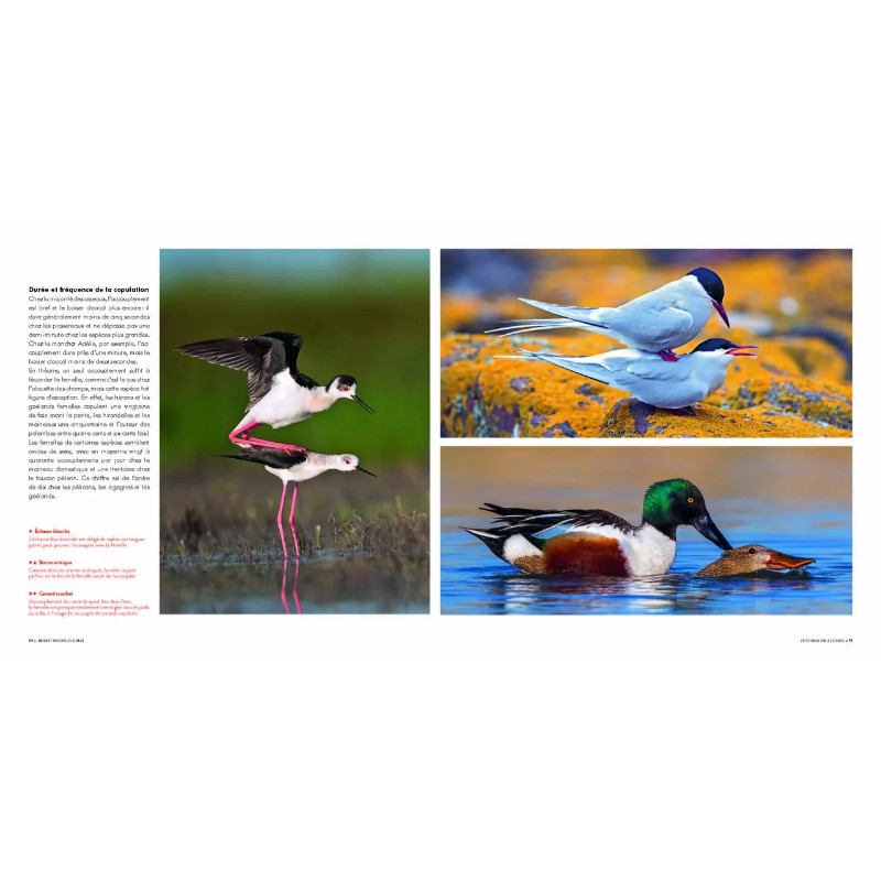 Sexe et séduction chez les oiseaux