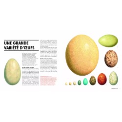 Sexe et séduction chez les oiseaux Sexe et séduction chez les oiseaux