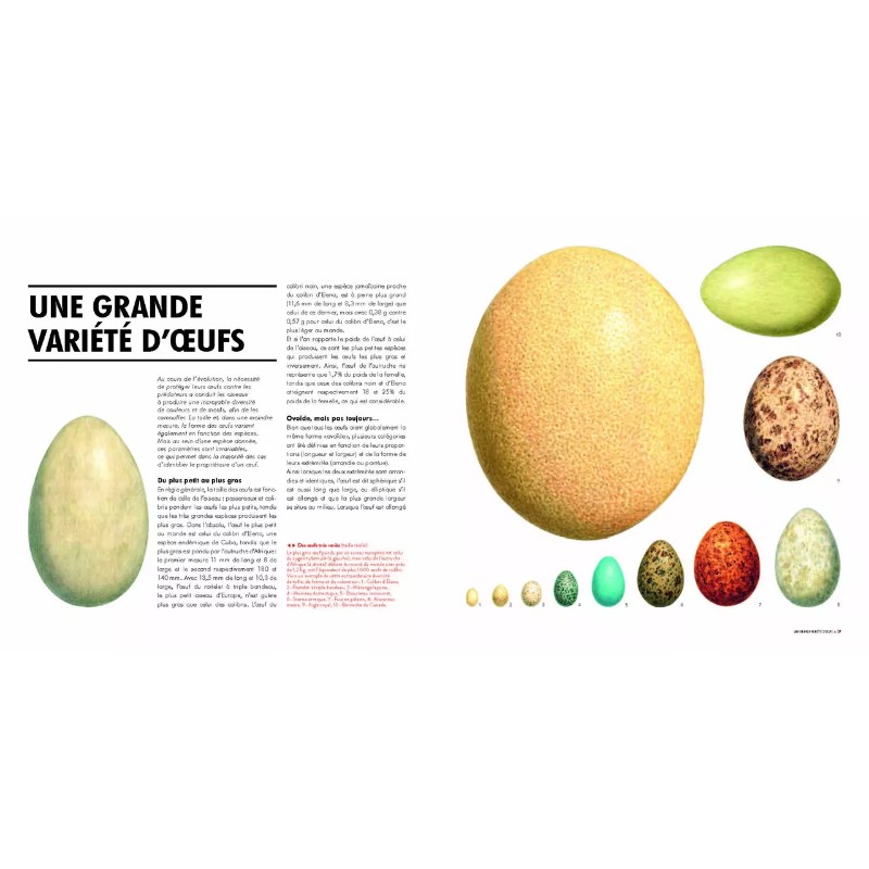 Sexe et séduction chez les oiseaux