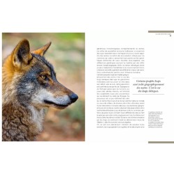 Loups - un mythe vivant Loups - un mythe vivant