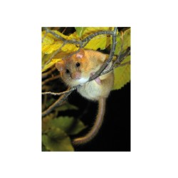 Gîte pour Loirs et Muscardins - Schwegler (1KS - 460/4)